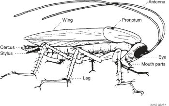 Fig. 5.1