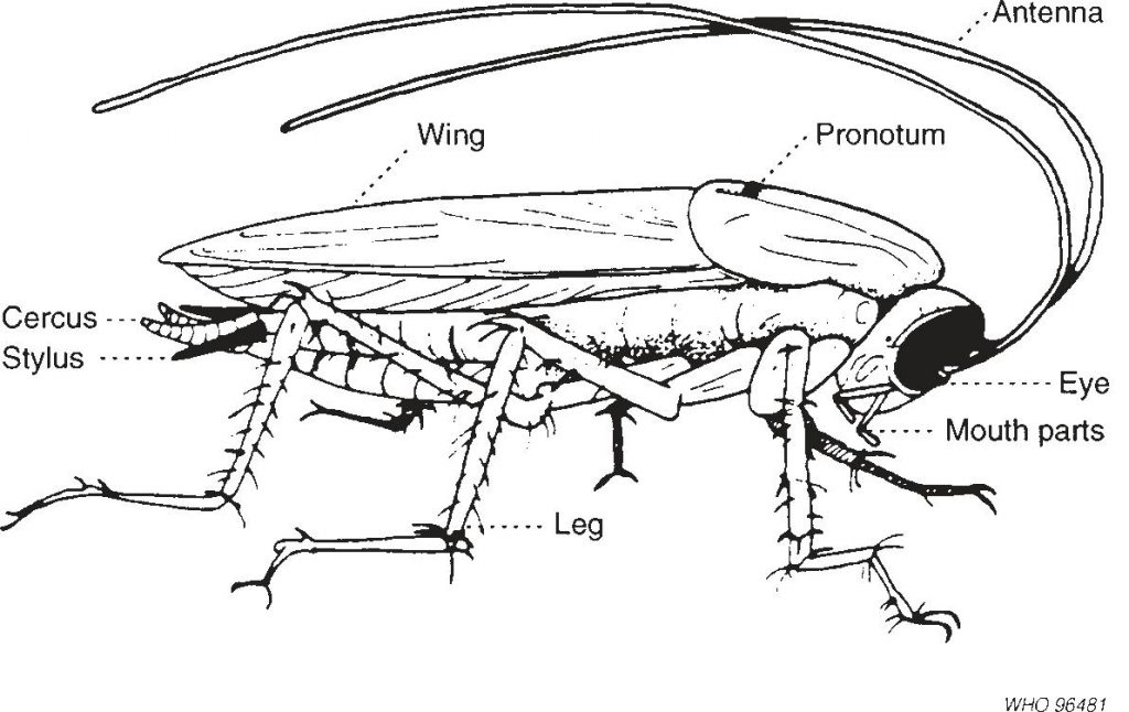 Fig. 5.1