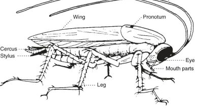 Fig. 5.1
